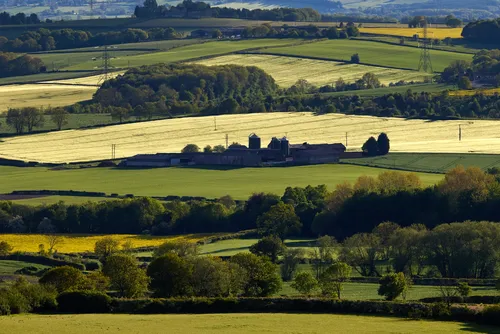 Sutton Scarsdale farm in summer with crops close This landscape photograph captures Sutton Scarsdale Farm surrounded by vibrant fields and crops during an early evening in summer. The farm is set within undulating farmland, typical of Derbyshire in the United Kingdom, with patchworks of green and golden fields stretching into the distance. The agricultural setting highlights the rural character of England, showcasing the richness of the land around Sutton Scarsdale Farm. The image features gently rolling hills and clusters of mature trees, creating a picturesque view of the English countryside. Power lines and agricultural buildings are visible, emphasizing the farm's role in local agriculture. The soft evening sunlight enhances the lushness of the fields, making it a quintessential portrayal of rural Derbyshire.